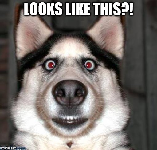 Scared Dog | LOOKS LIKE THIS?! | image tagged in scared dog | made w/ Imgflip meme maker