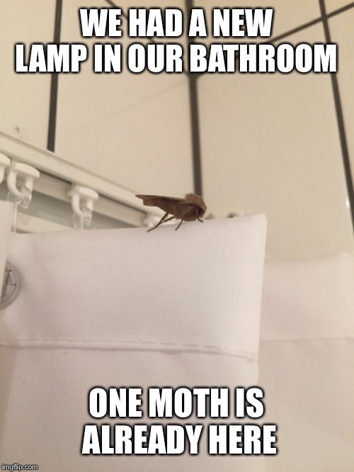 Moth’s are fast | WE HAD A NEW LAMP IN OUR BATHROOM; ONE MOTH IS ALREADY HERE | image tagged in lone moth,moth,lamp | made w/ Imgflip meme maker