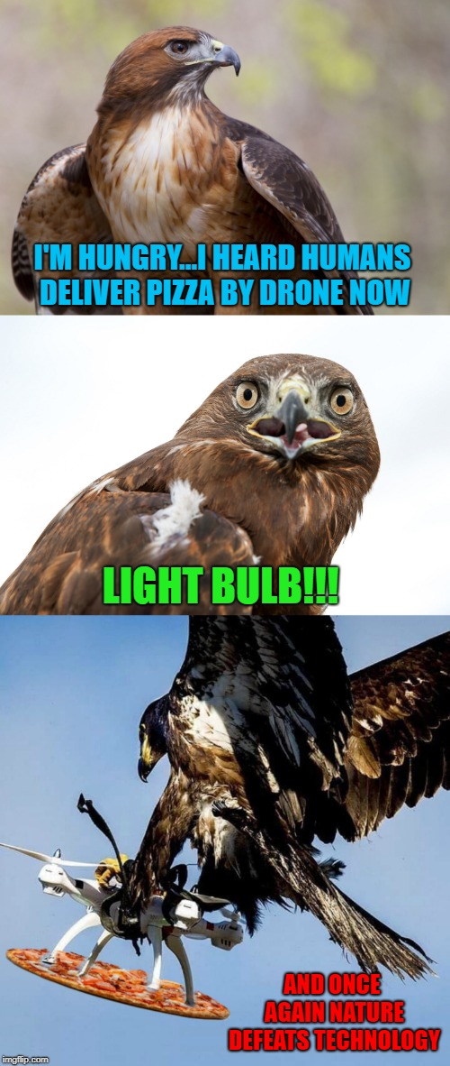Sooner or later this will happen to delivery drones!!! LOL |  I'M HUNGRY...I HEARD HUMANS DELIVER PIZZA BY DRONE NOW; LIGHT BULB!!! AND ONCE AGAIN NATURE DEFEATS TECHNOLOGY | image tagged in red tailed hawk,memes,drones,pizza delivery,funny,light bulb | made w/ Imgflip meme maker