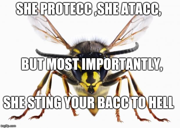 Scumbag Wasp | SHE PROTECC ,SHE ATACC, BUT MOST IMPORTANTLY, SHE STING YOUR BACC TO HELL | image tagged in scumbag wasp | made w/ Imgflip meme maker