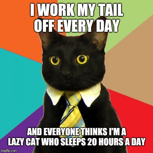 Business Cat Meme | I WORK MY TAIL OFF EVERY DAY AND EVERYONE THINKS I'M A LAZY CAT WHO SLEEPS 20 HOURS A DAY | image tagged in memes,business cat | made w/ Imgflip meme maker