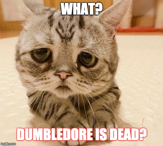 Sad Harry Potter Cat | WHAT? DUMBLEDORE IS DEAD? | image tagged in sad harry potter cat | made w/ Imgflip meme maker