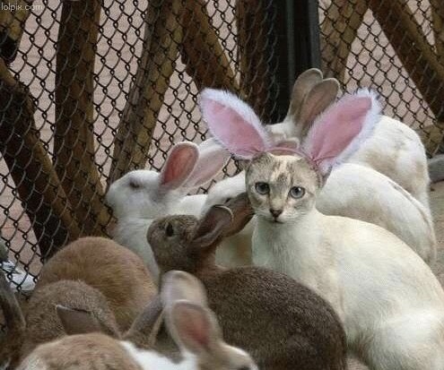 Cat bunny ears imposter Blank Meme Template
