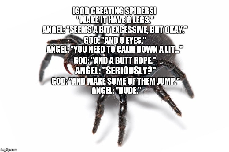 Sleeping spiders | [GOD CREATING SPIDERS]; "MAKE IT HAVE 8 LEGS."; ANGEL: "SEEMS A BIT EXCESSIVE, BUT OKAY."; GOD: "AND 8 EYES."; ANGEL: "YOU NEED TO CALM DOWN A LIT..."; GOD: "AND A BUTT ROPE."; ANGEL: "SERIOUSLY?"; GOD: "AND MAKE SOME OF THEM JUMP."; ANGEL: "DUDE." | image tagged in sleeping spiders | made w/ Imgflip meme maker