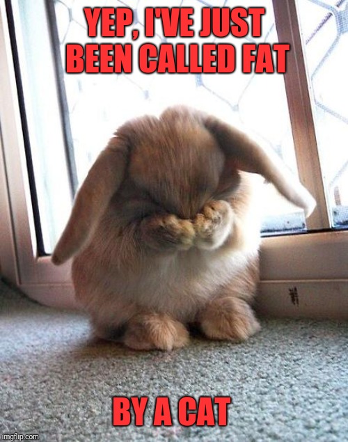 embarrassed bunny | YEP, I'VE JUST BEEN CALLED FAT BY A CAT | image tagged in embarrassed bunny | made w/ Imgflip meme maker