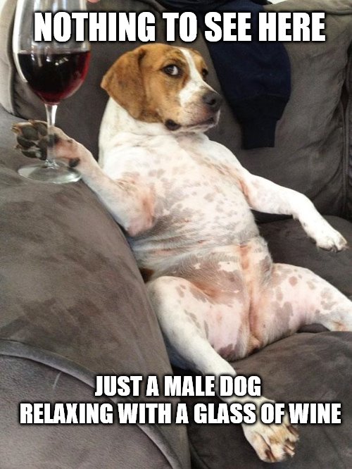 Dog drinking wine | NOTHING TO SEE HERE; JUST A MALE DOG RELAXING WITH A GLASS OF WINE | image tagged in dog drinking wine | made w/ Imgflip meme maker