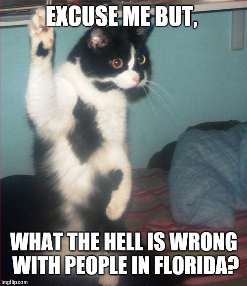question cat | EXCUSE ME BUT, WHAT THE HELL IS WRONG WITH PEOPLE IN FLORIDA? | image tagged in question cat | made w/ Imgflip meme maker