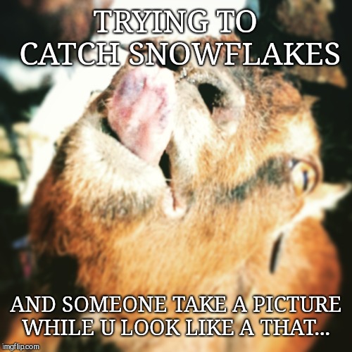 My first meme ever made | TRYING TO CATCH SNOWFLAKES; AND SOMEONE TAKE A PICTURE WHILE U LOOK LIKE A THAT... | image tagged in funny animals | made w/ Imgflip meme maker