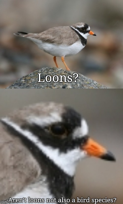 When you suddenly realize Ringed Plover | Loons? Aren't loons not also a bird species? | image tagged in when you suddenly realize ringed plover | made w/ Imgflip meme maker