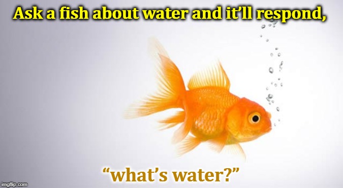 Ask a fish about water and it’ll respond, “what’s water?” | image tagged in fish,water | made w/ Imgflip meme maker