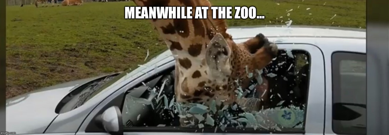 Giraffe Destroys  | MEANWHILE AT THE ZOO... | image tagged in funny,animals | made w/ Imgflip meme maker
