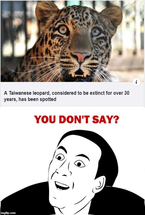 Looks like it was in the zoo this whole time... | image tagged in memes,leopard,spotted,you don't say,nicolas cage,animals | made w/ Imgflip meme maker