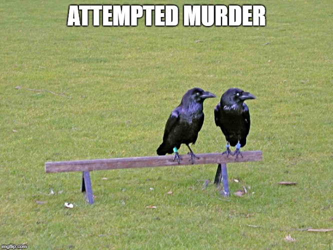 crows | ATTEMPTED MURDER | image tagged in crows | made w/ Imgflip meme maker