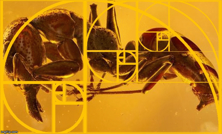 An ant encapsulated within translucent Amber with the Golden Ratio. | image tagged in the golden ratio,amber,ant,palaeontology,life,colors | made w/ Imgflip meme maker