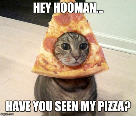 pizza cat | HEY HOOMAN... HAVE YOU SEEN MY PIZZA? | image tagged in pizza cat | made w/ Imgflip meme maker
