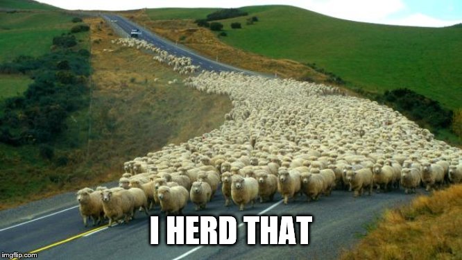 sheep | I HERD THAT | image tagged in sheep | made w/ Imgflip meme maker