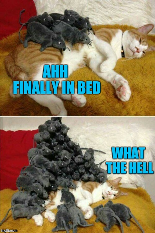 Rude awakenings  | AHH FINALLY IN BED; WHAT THE HELL | image tagged in cat and mouse | made w/ Imgflip meme maker