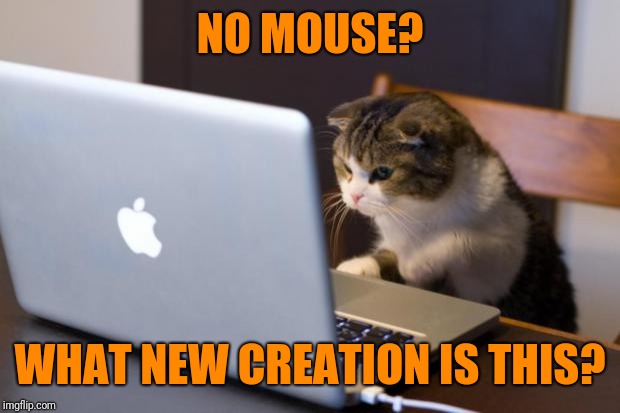 The moment kittykind began to suspect, the world is turning against them  | NO MOUSE? WHAT NEW CREATION IS THIS? | image tagged in cat using computer,no more,memes,cats,what the,cheaters | made w/ Imgflip meme maker