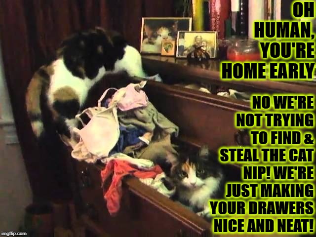 OH HUMAN, YOU'RE HOME EARLY; NO WE'RE NOT TRYING TO FIND & STEAL THE CAT NIP! WE'RE JUST MAKING YOUR DRAWERS NICE AND NEAT! | image tagged in home early | made w/ Imgflip meme maker