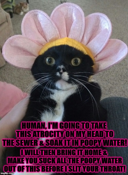 HUMAN, I'M GOING TO TAKE THIS ATROCITY ON MY HEAD TO THE SEWER & SOAK IT IN POOPY WATER! I WILL THEN BRING IT HOME & MAKE YOU SUCK ALL THE POOPY WATER OUT OF THIS BEFORE I SLIT YOUR THROAT! | image tagged in you will die | made w/ Imgflip meme maker
