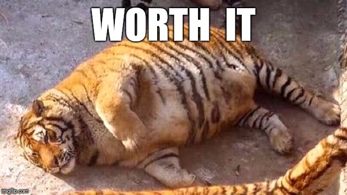 Fat tiger worth it | WORTH  IT | image tagged in fat,tiger | made w/ Imgflip meme maker