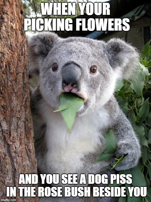 Surprised Koala | WHEN YOUR PICKING FLOWERS; AND YOU SEE A DOG PISS IN THE ROSE BUSH BESIDE YOU | image tagged in memes,surprised koala | made w/ Imgflip meme maker