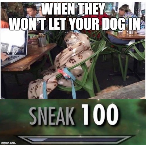 Sneak 100 | WHEN THEY WON'T LET YOUR DOG IN | image tagged in sneak 100 | made w/ Imgflip meme maker