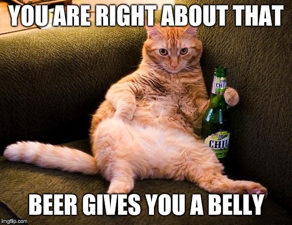 beer drinking cat | BEER GIVES YOU A BELLY | image tagged in cat,beer | made w/ Imgflip meme maker