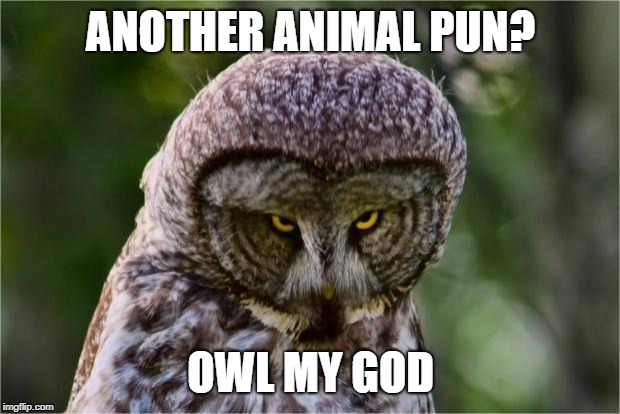 Seriously Owl | ANOTHER ANIMAL PUN? OWL MY GOD | image tagged in seriously owl | made w/ Imgflip meme maker