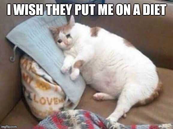 Sad fat cat | I WISH THEY PUT ME ON A DIET | image tagged in sad fat cat | made w/ Imgflip meme maker