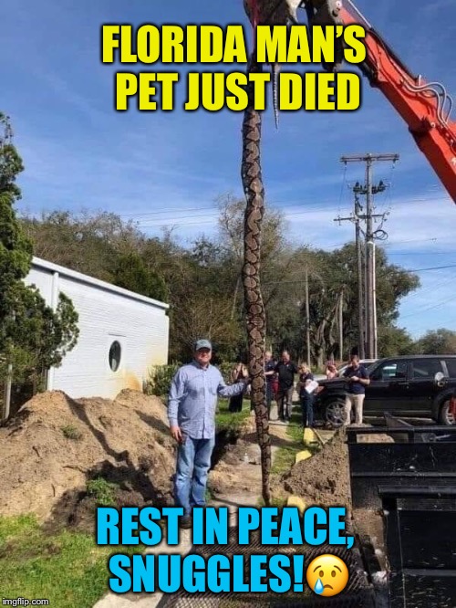Poor Snuggles... - Florida Man Week 3/3-3/10 a Claybourne and ? Event. | FLORIDA MAN’S PET JUST DIED; REST IN PEACE, SNUGGLES!😢 | image tagged in florida man,big,snake,r i p,funny memes | made w/ Imgflip meme maker