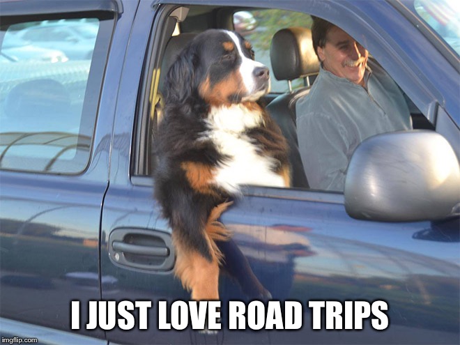 dog in car | I JUST LOVE ROAD TRIPS | image tagged in dog in car | made w/ Imgflip meme maker