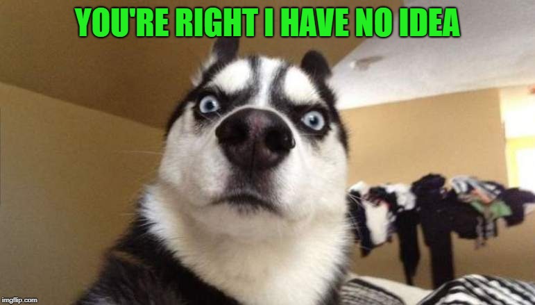wtf | YOU'RE RIGHT I HAVE NO IDEA | image tagged in wtf | made w/ Imgflip meme maker