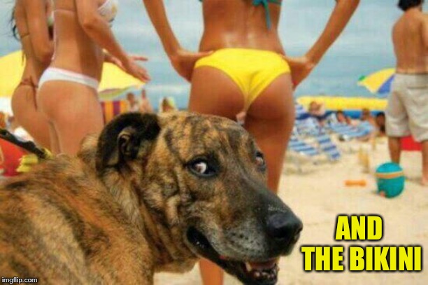soon meme -dog bikini | AND THE BIKINI | image tagged in soon meme -dog bikini | made w/ Imgflip meme maker