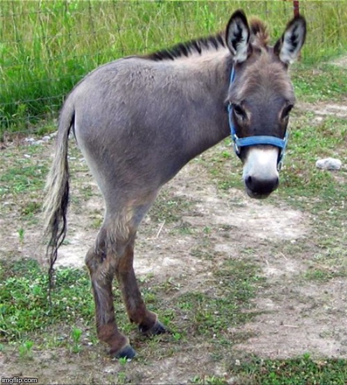 Half Ass | . | image tagged in half ass | made w/ Imgflip meme maker