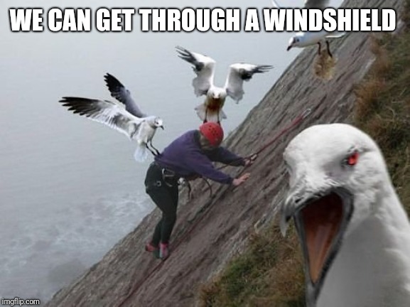 Bird Attack | WE CAN GET THROUGH A WINDSHIELD | image tagged in bird attack | made w/ Imgflip meme maker