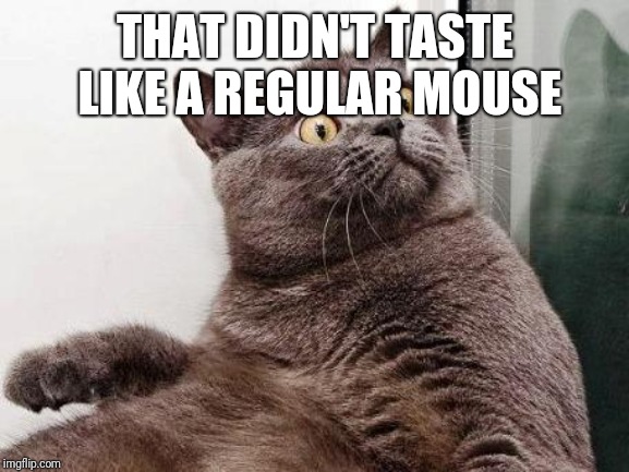 Surprised cat | THAT DIDN'T TASTE LIKE A REGULAR MOUSE | image tagged in surprised cat | made w/ Imgflip meme maker