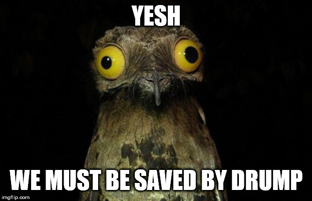 Weird Stuff I Do Potoo Meme | YESH WE MUST BE SAVED BY DRUMP | image tagged in memes,weird stuff i do potoo | made w/ Imgflip meme maker