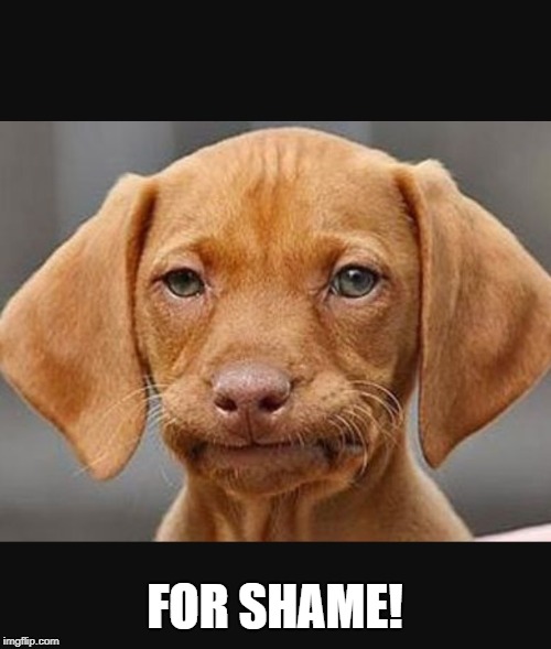 Derision dog tells the truth! | FOR SHAME! | image tagged in straight face dog,memes,shame | made w/ Imgflip meme maker