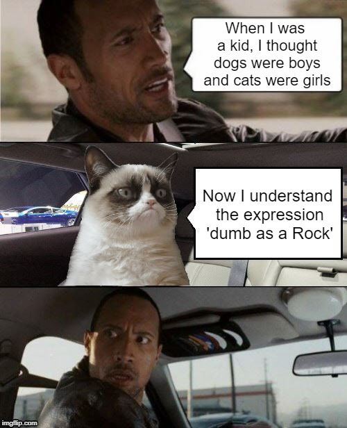 The Rock Driving Grumpy Cat | When I was a kid, I thought dogs were boys and cats were girls; Now I understand the expression 'dumb as a Rock' | image tagged in the rock driving grumpy cat,memes,sayings,funny | made w/ Imgflip meme maker