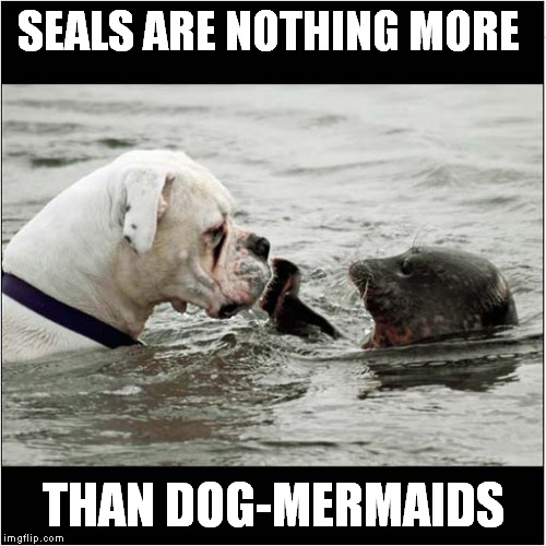 What are they thinking ? | SEALS ARE NOTHING MORE; THAN DOG-MERMAIDS | image tagged in fun,dogs,seals | made w/ Imgflip meme maker