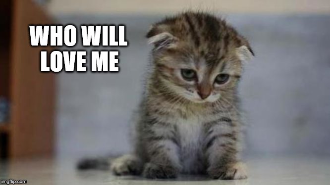 who will love me | LOVE ME; WHO WILL | image tagged in sad kitten,love me,memes,meme,cats,cat | made w/ Imgflip meme maker