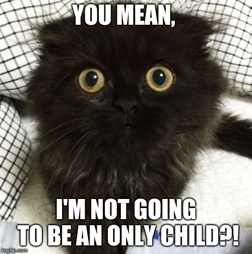 YOU MEAN, I'M NOT GOING TO BE AN ONLY CHILD?! | image tagged in kittens,children i tell ya | made w/ Imgflip meme maker