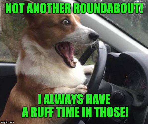 dog driving | NOT ANOTHER ROUNDABOUT! I ALWAYS HAVE A RUFF TIME IN THOSE! | image tagged in dog driving | made w/ Imgflip meme maker