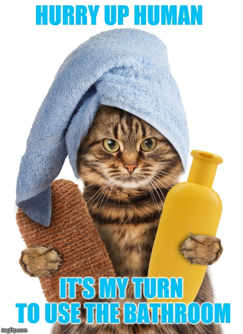 HURRY UP HUMAN; IT'S MY TURN TO USE THE BATHROOM | image tagged in cat,bath time | made w/ Imgflip meme maker