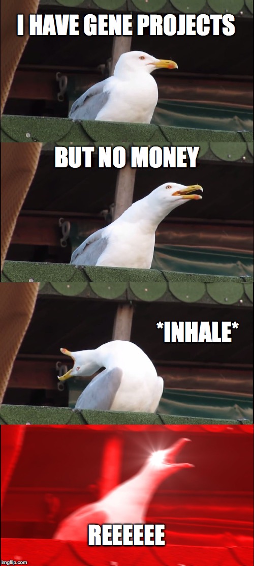 Inhaling Seagull Meme | I HAVE GENE PROJECTS; BUT NO MONEY; *INHALE*; REEEEEE | image tagged in memes,inhaling seagull | made w/ Imgflip meme maker