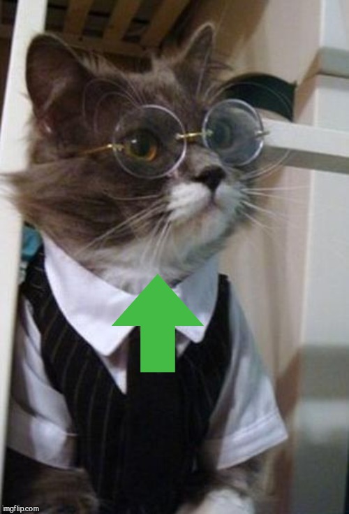 Cat Glasses | image tagged in cat glasses | made w/ Imgflip meme maker