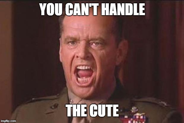 You can't handle the cute! | YOU CAN'T HANDLE THE CUTE | image tagged in a few good men,memes,cute | made w/ Imgflip meme maker