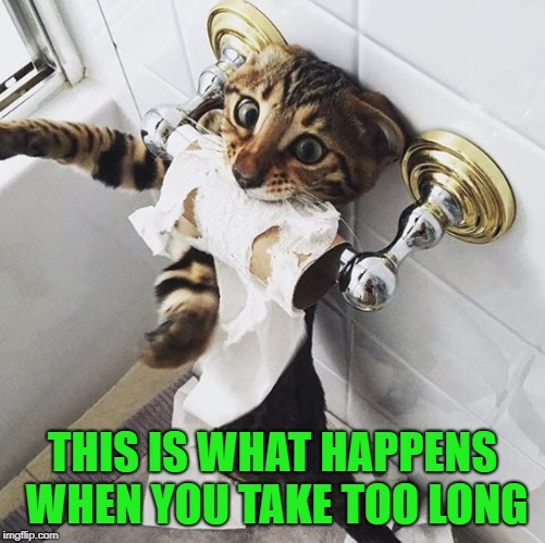 CAT TOILET PAPER | THIS IS WHAT HAPPENS WHEN YOU TAKE TOO LONG | image tagged in cat toilet paper | made w/ Imgflip meme maker