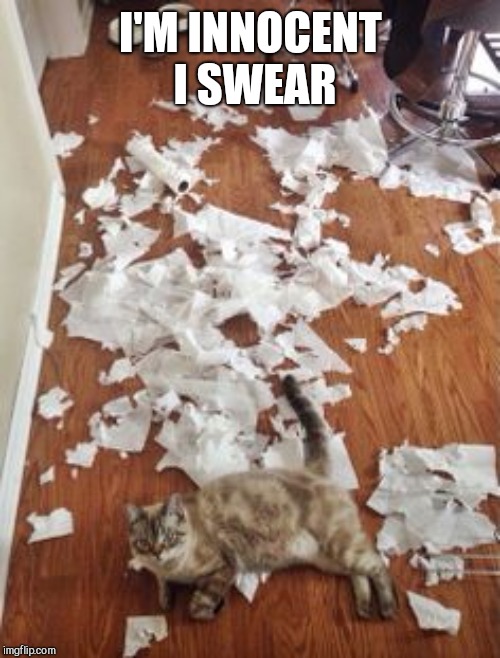 TOILET PAPER CAT | I'M INNOCENT I SWEAR | image tagged in toilet paper cat | made w/ Imgflip meme maker